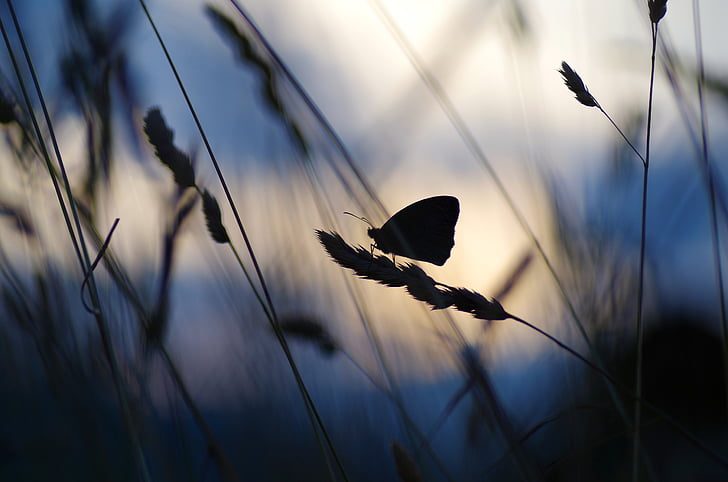 sunset, butterfly, against the light, bollenberg, nature, outdoors