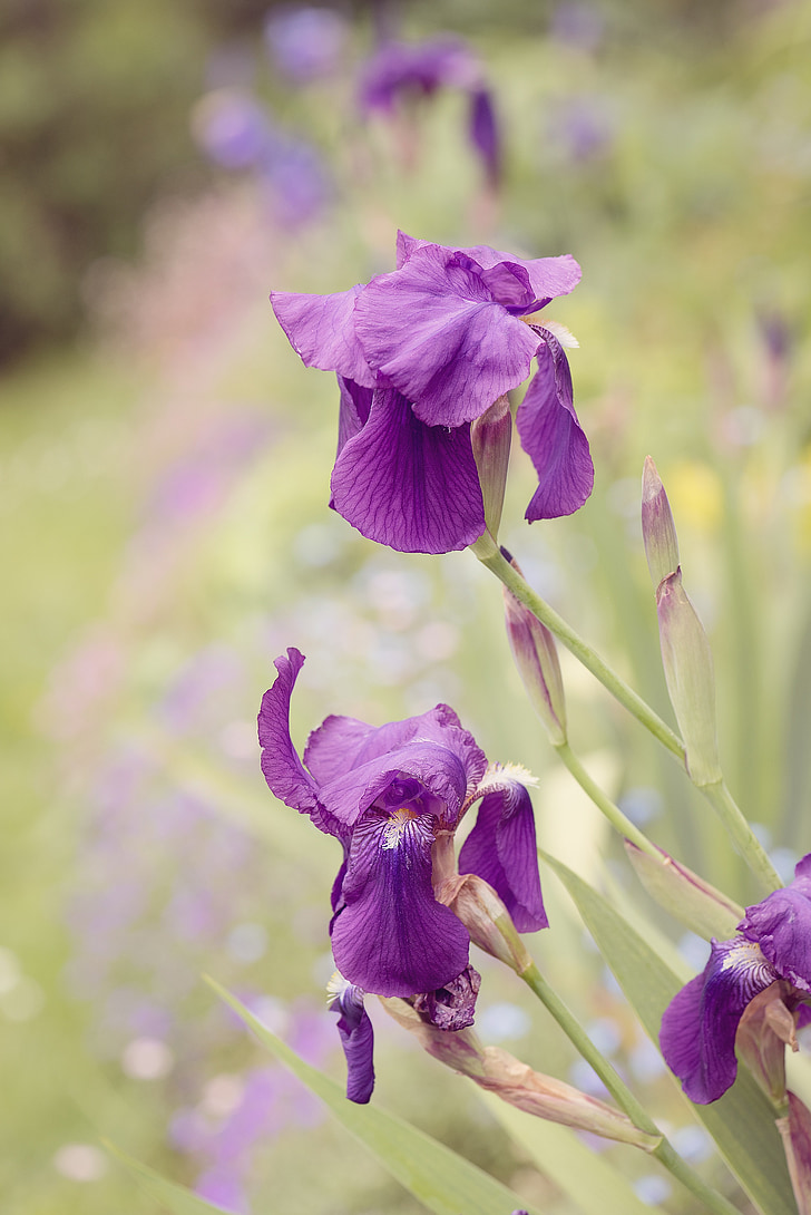 Lily, Iris, ungu, ungu, ungu, bunga, Taman bunga