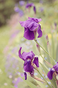 lliri, Iris, porpra, violeta, porpra fosc, flor, jardí de flors