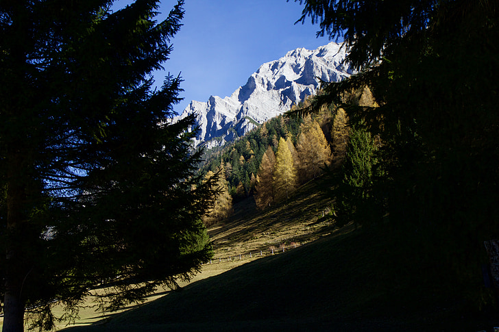 mountains, alpine, fir, pine, autumn