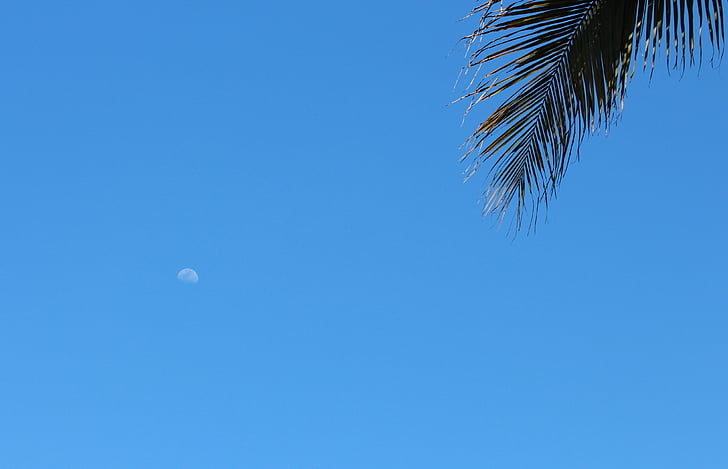 moon, day, blue sky, clear sky, summer, sky, moon day
