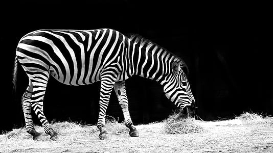 Zebra, djur, svart och vitt, Zoo, naturen, randig, Afrika