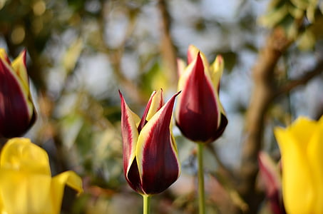 Tulipani, rosso, macro, colori vividi, natura, Close-up, Turchia