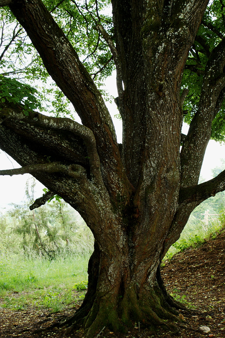 tree, nature, log, wood