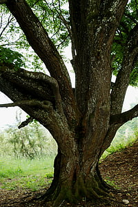 strom, Příroda, protokol, dřevo