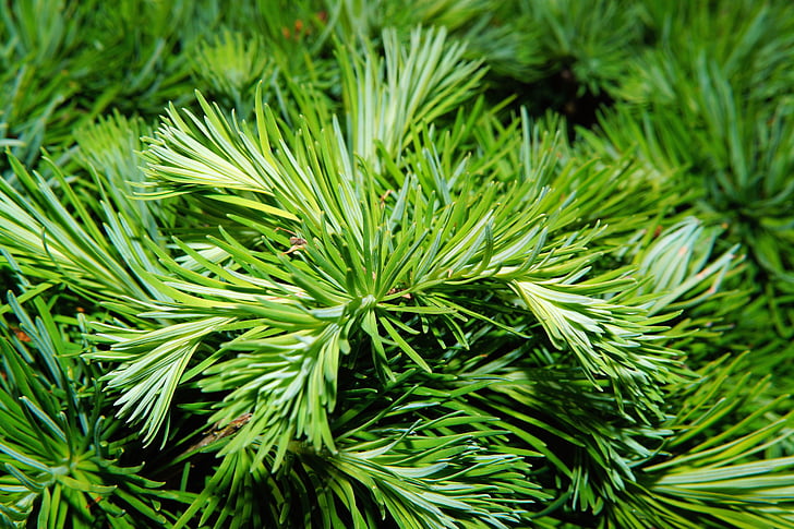 Pine, nålar, träd, grön, tallbarr, gren, Pine växthus