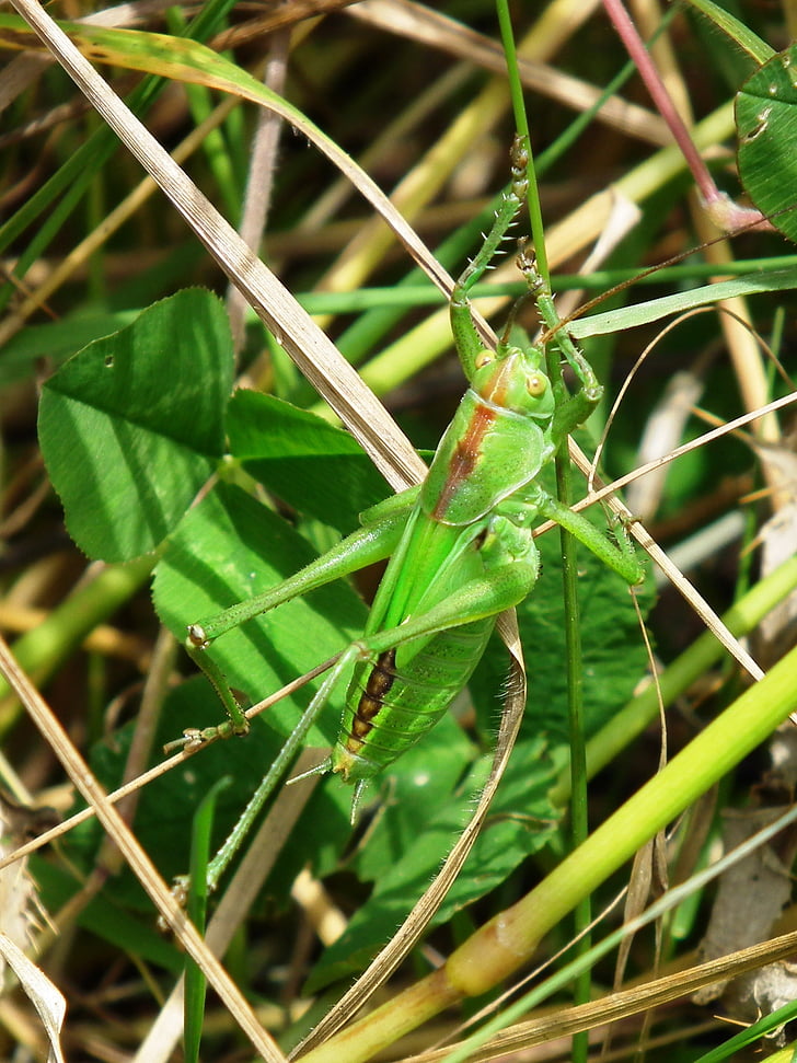 græshoppe, grøn, insekt, camouflage, viridissima