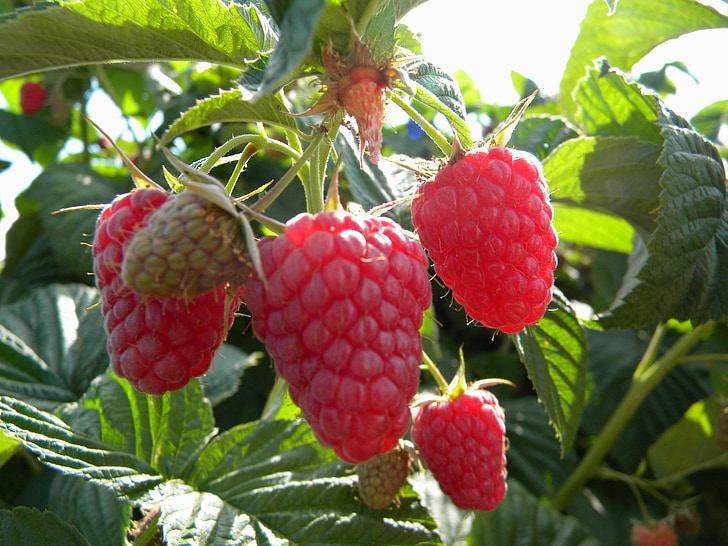 berries, blackberry, fruit, organic, sweet, fig