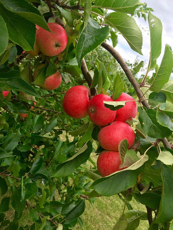 ябълка, ябълковото дърво, червена ябълка, плодове, плодове