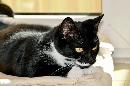 kass, mänguline tuju, must ja valge kass, kohta on varitsemine