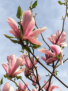 magnolijas, zieds, Bloom, debesis, koks, puķe, ziedi