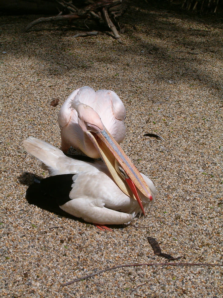 Stork, k k heron, sød baby, dyr, Pelican, fugl, natur