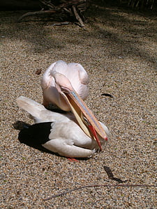 Stork, k k heron, søt baby, dyr, Pelican, fuglen, natur