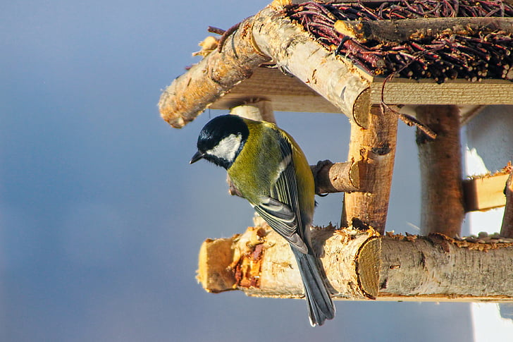 nature, birds, great tit, tit bielolíca, animals in the wild, one animal, animal themes