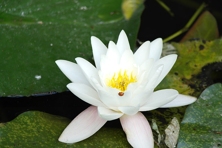 floare de Lotus, floare, Ladybug, natura, alb, verde, frumusete