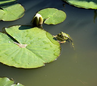 カエル, 池, グリーン, しわがれ声, 自然