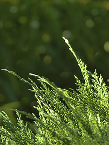 cedar, tree, branch, nature, forest, close-up, early morning