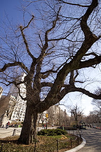 New york, Central park, Príroda, strom