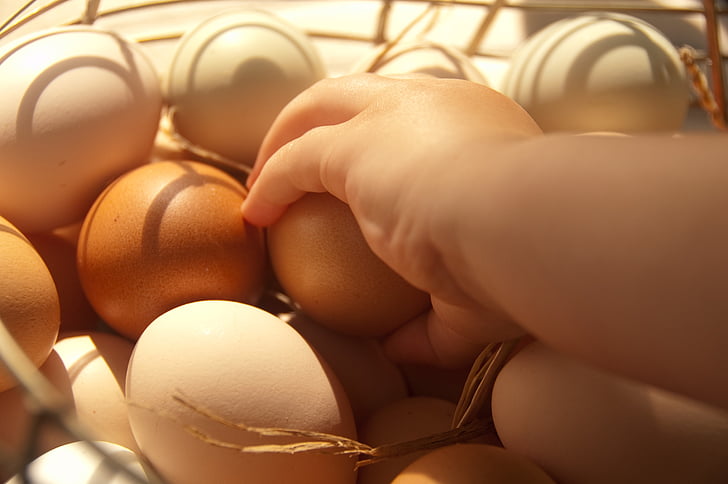 vejce, farma, jídlo, organický, zdravé, přírodní, kuře