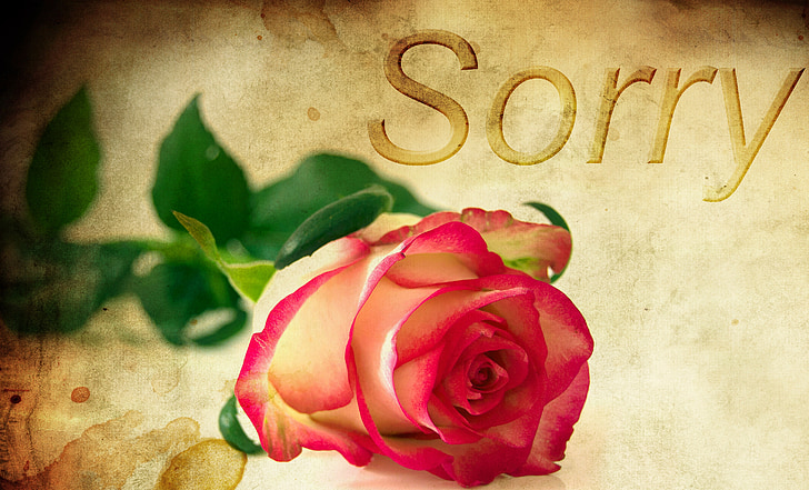 Троянда, фоновому режимі, Вибачте, Червона троянда, я прошу вибачення, Вибач, Кохання