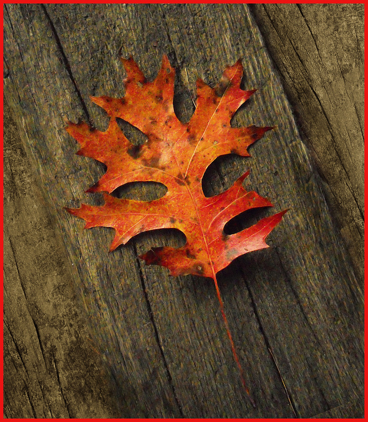 lapų, Ąžuolas, rudenį, lapija, Gamta, rudenį, raudona