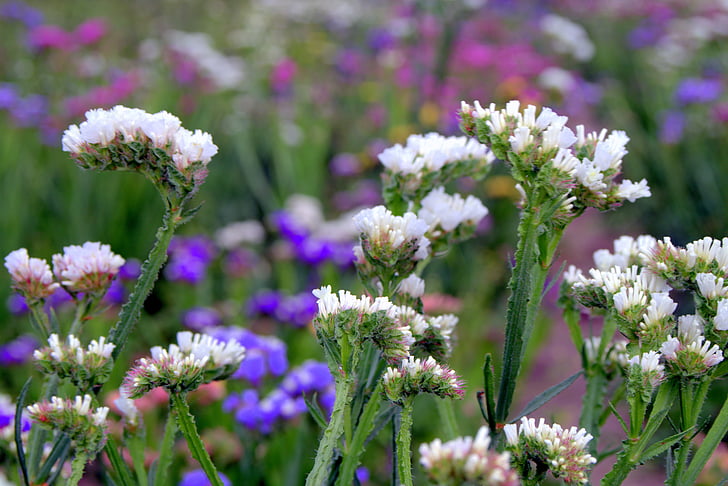 Sea Lavendel, Limonium, lillede kuivatamine, kuiv, lill, plumbaginaceae, aastaringse