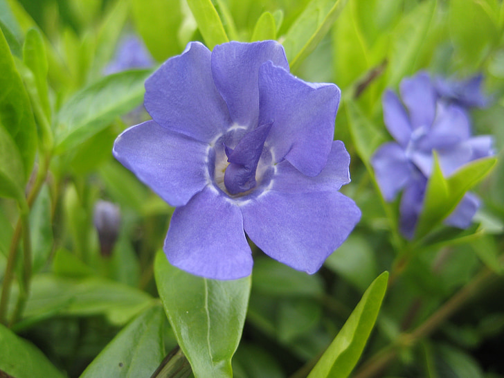 kvet, modrá, Leaf, Kvetinová, Príroda, jar, Flora