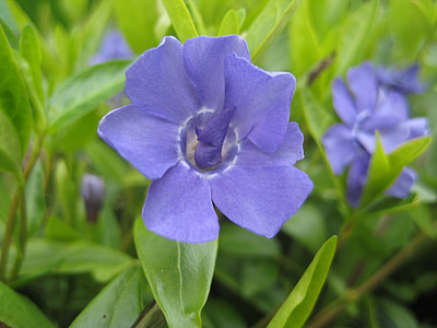 λουλούδι, μπλε, φύλλο, floral, φύση, άνοιξη, χλωρίδα