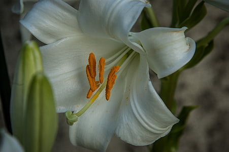 pistil, Lilija, balta, zieds, Bloom, puķe, putekšņu