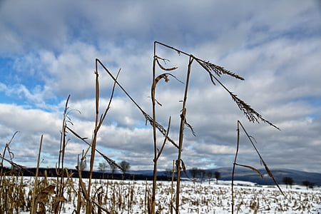 Grain, vinter, snö, kalla, naturen, åkermark, landskap