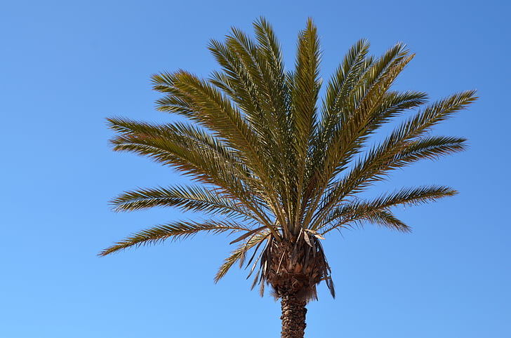 Palm, Sky, slnko, Čiastočne zamračené, modrá, letné, Kanárske ostrovy