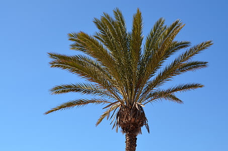 palmy, niebo, Słońce, Częściowo słonecznie, niebieski, Latem, Wyspy Kanaryjskie