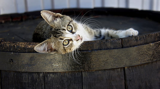 cat, kitten, wooden, barrel, cute, funny, looking