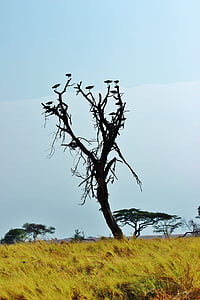 탄자니아, 아프리카, 사파리, 세 렝 게티, 자연 세 렝 게티, 야생 동물