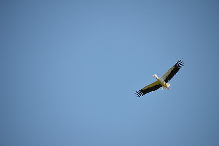 stork, bird, animal, rattle stork, white stork, wildlife, flying