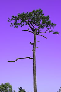 kradueng, cliff, sky, two pine