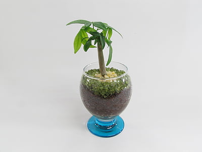 plant, green, decoration, pot, palma, glass, flora