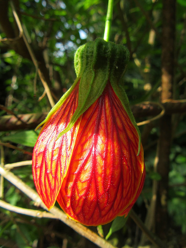Abutilon pictum, květ, červené okvětní plátky, Bloom, Příroda, makro