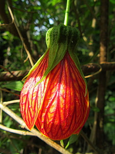 abutilon pictum, цвете, червено цвете венчелистчета, Блум, природата, макрос