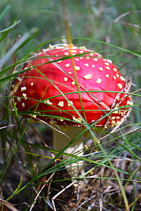 mushroom, fly agaric, amanita muscaria, toxic, forest, autumn, red