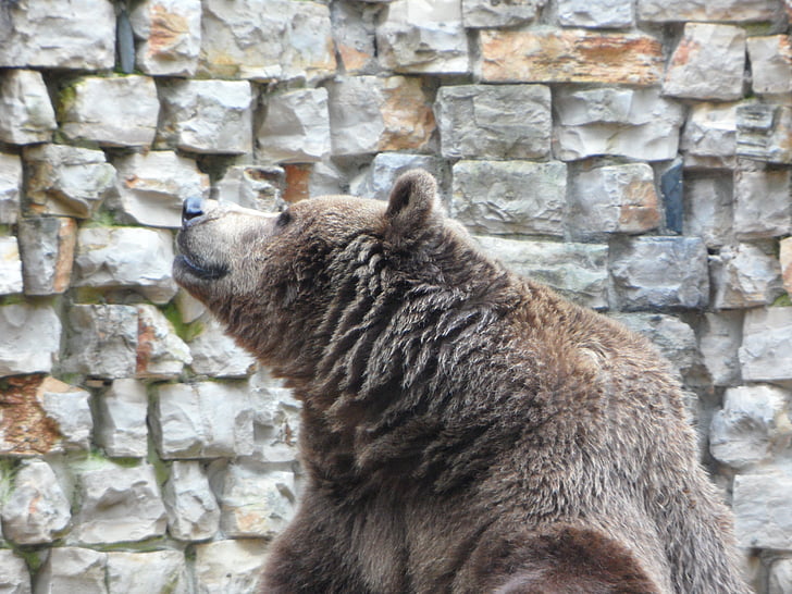 Niedźwiedź, niedźwiedź brunatny, Teddy, ogród zoologiczny, Grizzly, Głowica, ssak