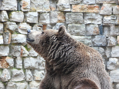 Bjørn, brun bjørn, Teddy, Zoo, Grizzly, hoved, pattedyr