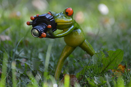 photographer, frog, funny, green, animal, animal world, fun