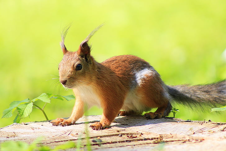 squirrel, animal, park, animals, in the park, rodent, living nature