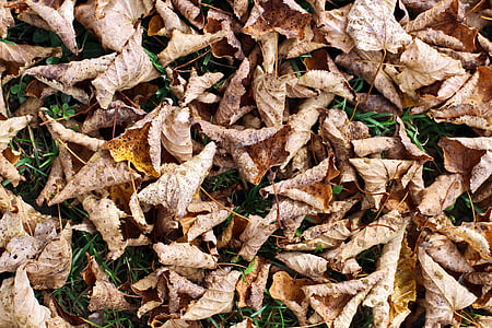 rudenį, lapai, žolės, žemės, sausas, rudenį lapija, tekstūros