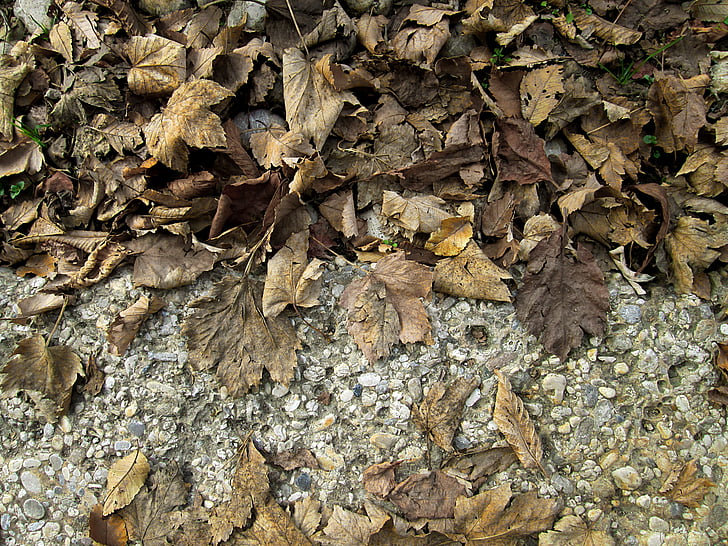 hojas secas, otoño, caída, seco, naturaleza, temporada, hojas