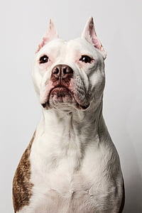 Pitbull, šuo, kalė, profilis šuo, naminių gyvūnėlių, gyvūnų, gyvūnai