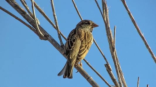 sparrow, bird, looking, tree, wildlife, ornithology, animal