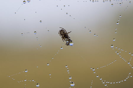 spin threads, spider, drop of water, mosquito, dewdrop, cobweb, morgentau