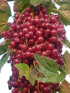 currants, fruit, plant, sour, sweet, red, healthy
